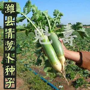 潍县青沙窝水果萝卜种子山东潍坊甜脆罗卜种籽青皮绿心生吃蔬菜种