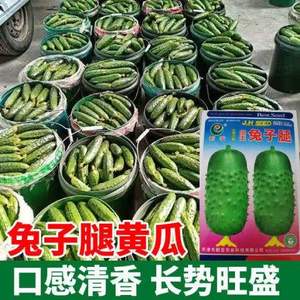 兔子腿小黄瓜种子迷你黄瓜种子水果黄瓜种子小黄瓜种子四季菜种子