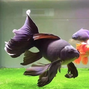 台湾纯种黑彗星蝴蝶鲤白金红色蝴蝶鲤配鱼黑鱼招财鱼淡水冷水观赏