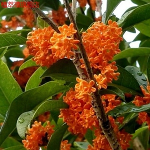 庭院绿植树苗芳香观花植物八月桂花嫁接桂花红花丹桂状元红桂花苗