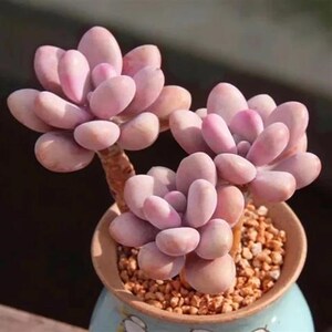 梦之兰精品命运老桩 桃蛋老桩多头群生多肉植物 韩国进口清仓