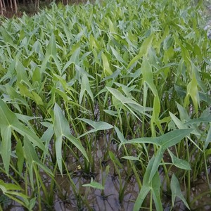水生植物慈姑苗茨菇种球 慈姑草水培花卉净化水面慈姑燕尾草慈姑