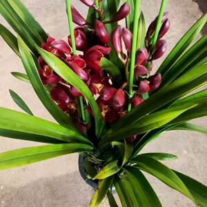 大花蕙兰花大苗带真花苞含盆带花剑盆栽四季好养客厅办公耐活包邮