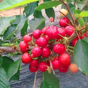 红织女樱桃苗庭院南方北方种植矮化果树当年结果基地直销