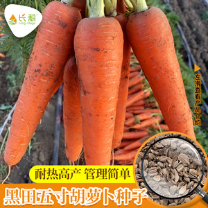 日本三红胡萝卜种子高产秋四季紫黄水果萝卜种籽五寸蔬菜种孑大全