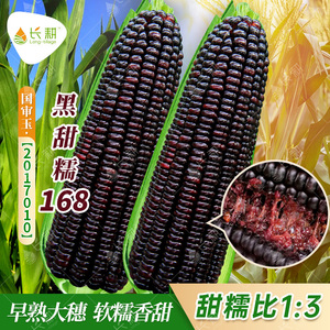 黑甜糯168玉米种子高产紫玉米水果苞米种籽大全春夏四季农家大田
