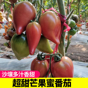 芒果蜜番茄种子水果超甜果春四季盆栽苗播种蔬菜籽沙瓤西红柿种孑