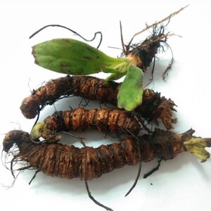 岩白菜中药材 贵州苗药新鲜岩百菜中草药材牛耳朵蚂蝗七500克