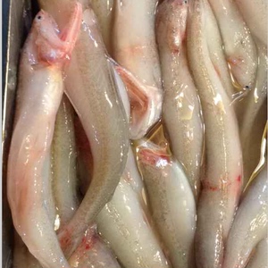 龙头鱼冷冻海鲜