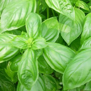 新鲜甜罗勒叶食用披萨草泰国品种罗勒酱调料青酱100g非九层塔蔬菜