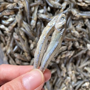 南澳岛饶鱼仔野生海捕鲜甜海鲜干货海燕鱼农产品即食小鱼干