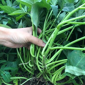 3斤装食叶型地瓜叶红薯苗红苕尖苗种植新鲜蔬菜山芋藤番薯叶