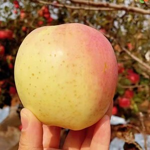 大连王林苹果新鲜水果甜脆青苹果雀斑美人丑苹果5斤全国包邮