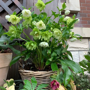 铁筷子花苗进口