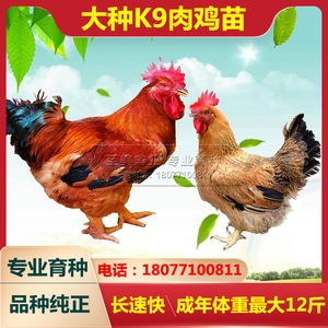 大种k9肉鸡苗纯种快大型九斤黄882麻黄901九斤红公鸡小鸡肉鸡活苗