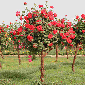 红花绯扇棒棒糖树状月季花树苗大花玫瑰四季阳台庭院浓香树桩月季