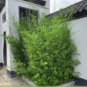 不修剪庭院景观竹子苗植物四季青别墅室外观赏室内盆栽紫竹带梢头