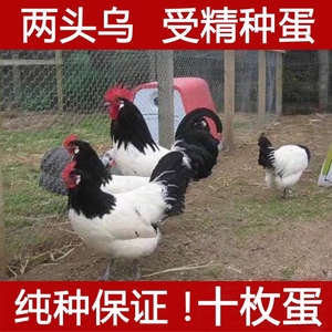 两头乌种蛋