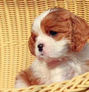 000人付款淘宝查理王小猎犬 活体宠物狗狗大耳朵长毛