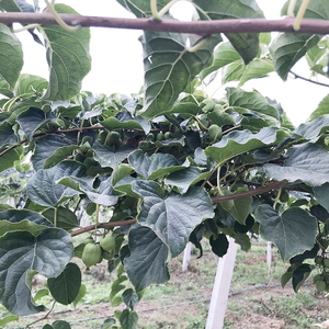 东北软枣猕猴桃苗自花授粉软枣猕猴桃苗龙腾2号果树软枣猕猴桃树