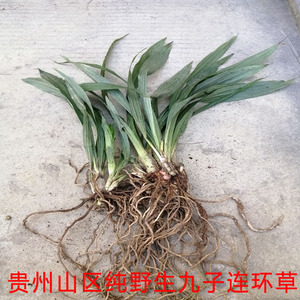 野生新鲜九子连环草贵州中草药材珠串珠夜白芨500g包邮下单现挖
