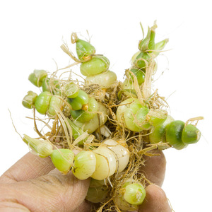 贵州山里采咕噜子 算盘子 九子连环草 珍珠草新鲜可种植500克包邮