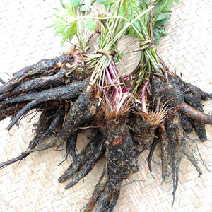 贵州中药材虎掌草新鲜草玉梅见风青狗脚迹溪畔银莲花500g包邮