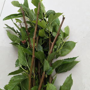 新鲜现采桑枝条蚕桑树食用老桑枝带皮嫩桑枝桑树棍中药材泡脚桑枝