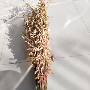 【豆萁缘】豆萁缘品牌,价格 - 阿里巴巴