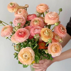 a级洋牡丹鲜切花应季香槟色白色婚礼手捧花云南昆明基地空运包邮