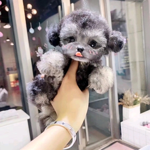 纯种立耳茶杯体灰色泰迪幼犬活体长不大杯子狗可爱家养宠物狗幼犬