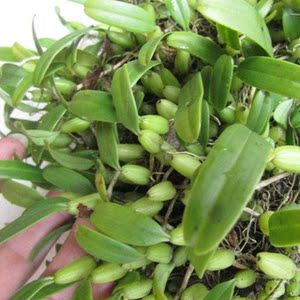 2斤野生新鲜单叶石橄榄果上叶石仙桃岩珠石莲石豆兰石上连中号