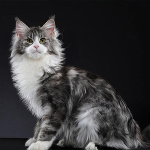 缅因库恩猫银虎斑纯黑纯白长毛巨大型家养纯种活体宠物幼崽小奶猫