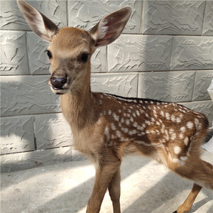 006000.00张立超9527淘宝纯种梅花鹿幼崽鹿活苗小鹿