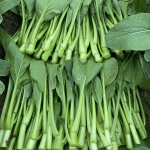 新鲜蔬菜菜心包邮