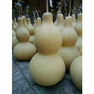 巨型葫芦特大葫芦种子大形亚腰大葫芦盆栽庭院手捻葫芦文玩观赏