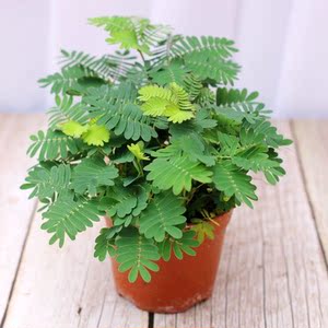 花卉盆栽好养含羞草