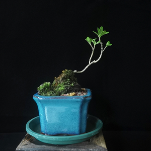 水横枝老桩盆景桌摆绿植达摩栀子花宝岛栀子盆景微景观假山绿植