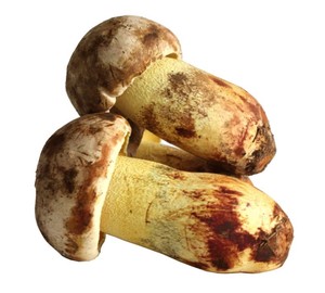 白葱牛肝菌 大白菌 粉菌 鲜货顺丰包邮