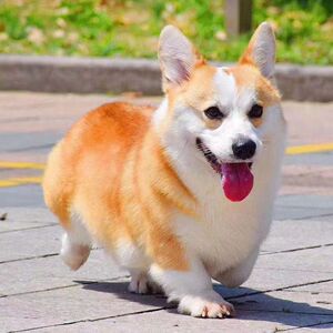 纯种柯基幼犬威尔士三通双色三色小短腿家养活体双血统小型宠物狗