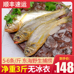 3斤舟山小黄鱼新鲜冷冻小黄花鱼海捕鲜活海鲜水产无冰5-6条/斤