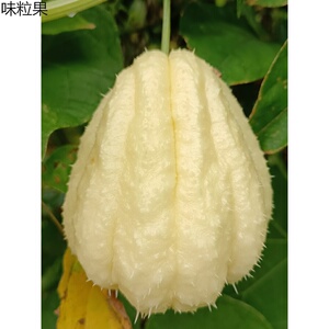 佛手瓜现摘白玉瓜重庆农家自种蔬菜清脆洋寿窝瓜食用丰收捧瓜直销