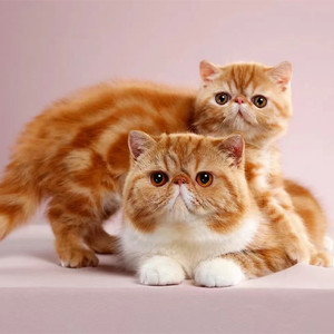 红虎斑加菲猫活体纯种幼崽包子脸波斯猫电影版加菲红小胖宠物猫咪