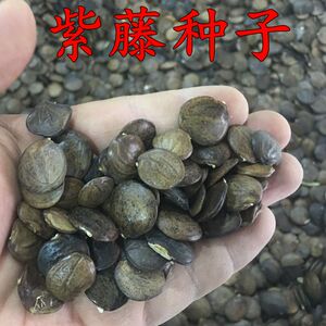 爬滕植物多花紫藤种子 庭院植物紫藤树种子 林木种子草种