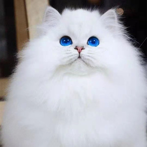 蓝眼白猫图片清新图片