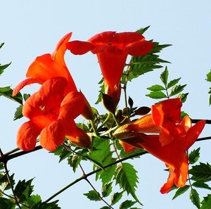 俄罗斯红色凌霄花大苗爬藤花卉植物紫藤庭院室内外凌霄花老桩盆.