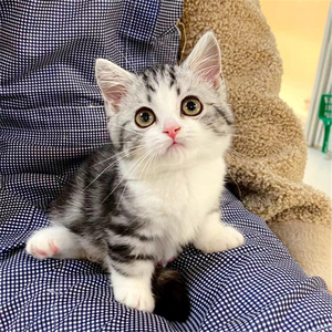 纯种美短幼猫虎斑起司猫美国短毛猫幼崽活体宠物猫咪小猫矮脚加白1人