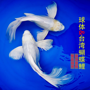 台湾正宗白色蝴蝶鲤贵妃球形锦鲤长尾龙凤鱼淡水冷水观赏活体包邮