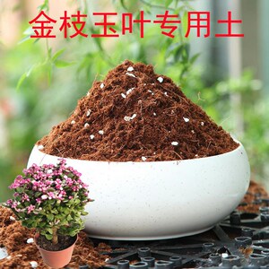 金枝玉叶专用土金枝玉叶有机营养土盆栽种植透气花泥专用土壤肥料