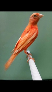 上海辣椒红,红玉,马赛克芙蓉鸟,金丝雀,芙蓉鸟,辣椒红,雏鸟